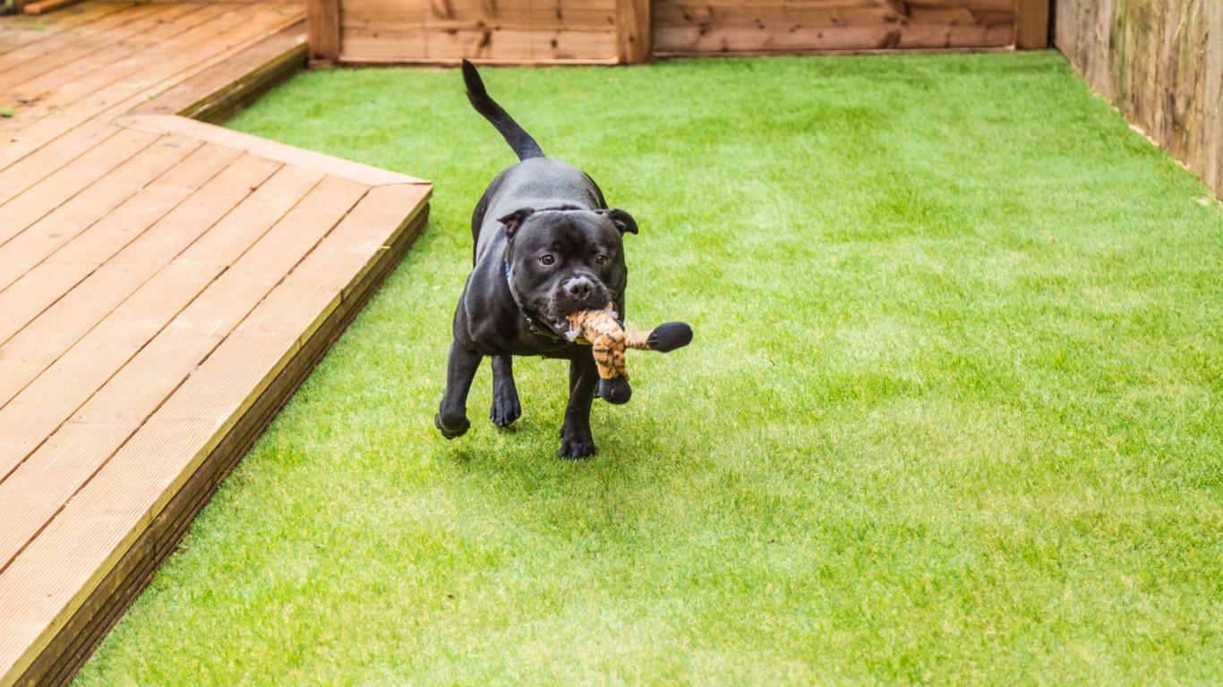 Pet Turf / Dog Turf Systems